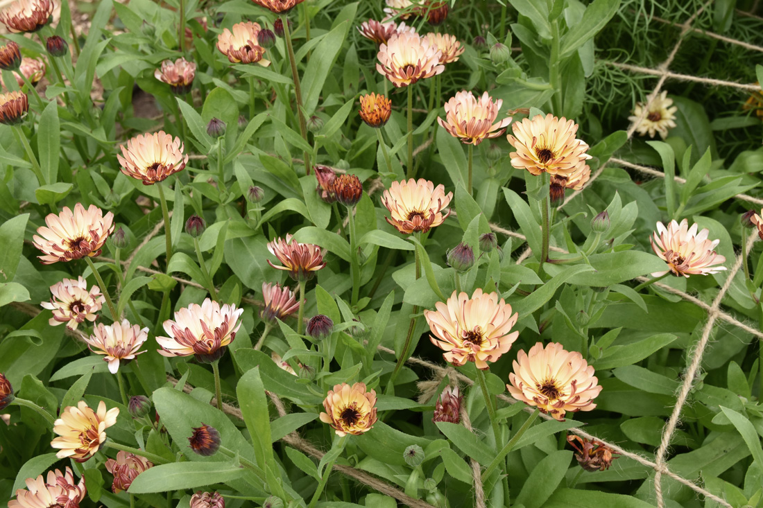 Five Easy Annual Cut Flowers to Grow From Seed • Hollie Berries