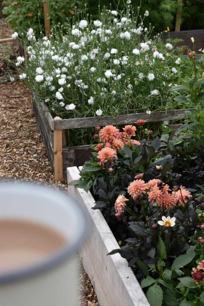 Five Easy Annual Cut Flowers to Grow From Seed • Hollie Berries