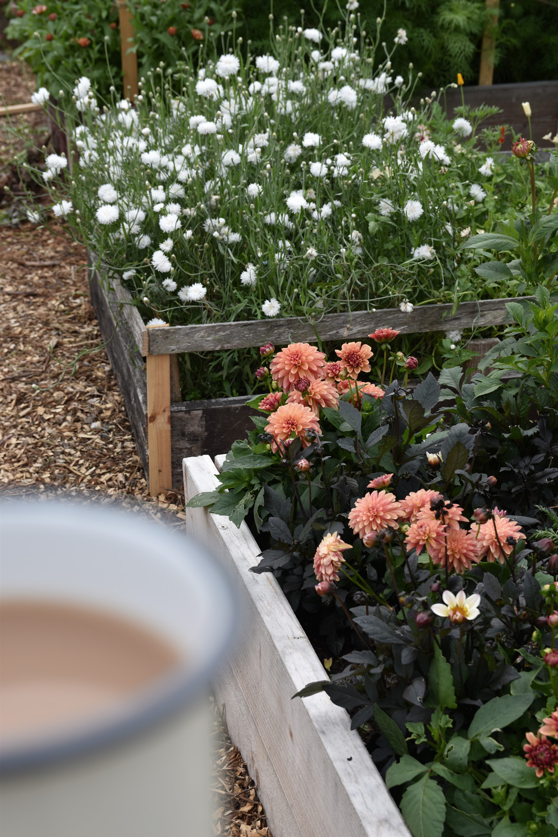 Five Easy Annual Cut Flowers to Grow From Seed • Hollie Berries