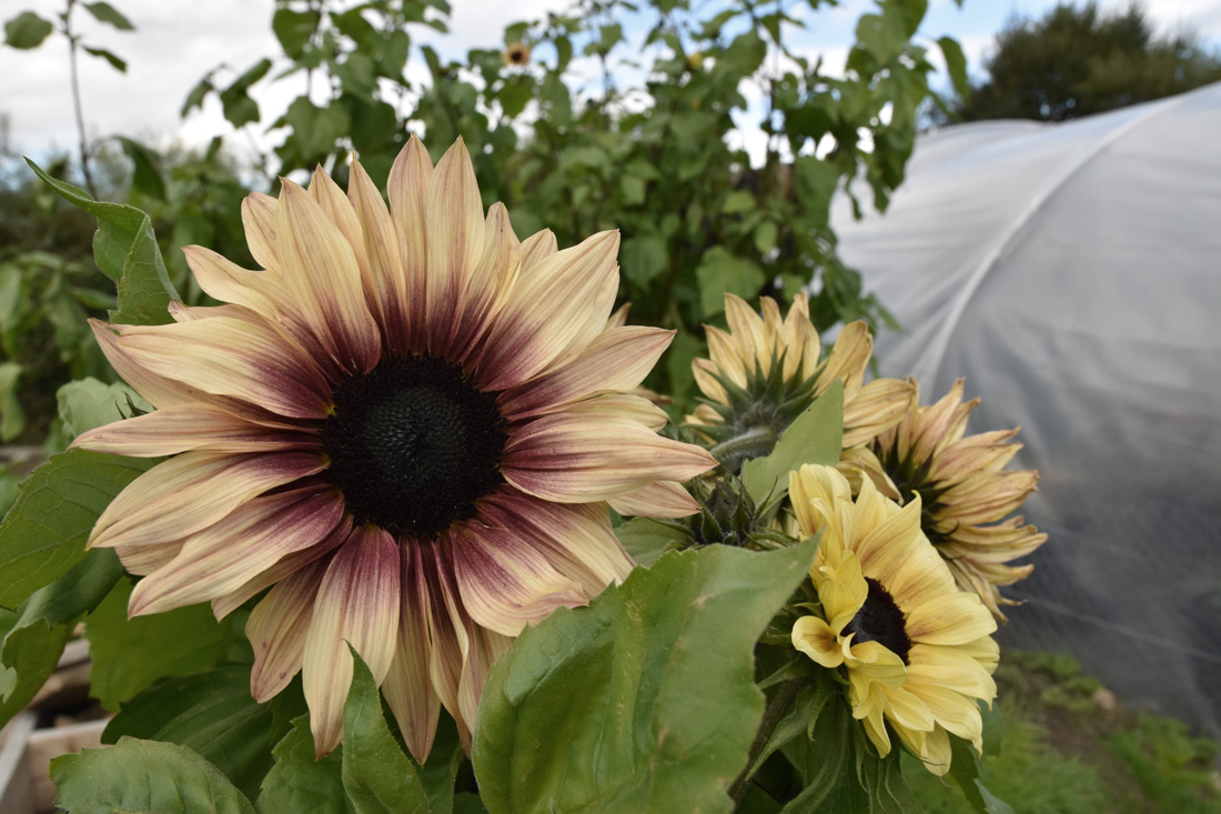 Five Easy Annual Cut Flowers to Grow From Seed • Hollie Berries