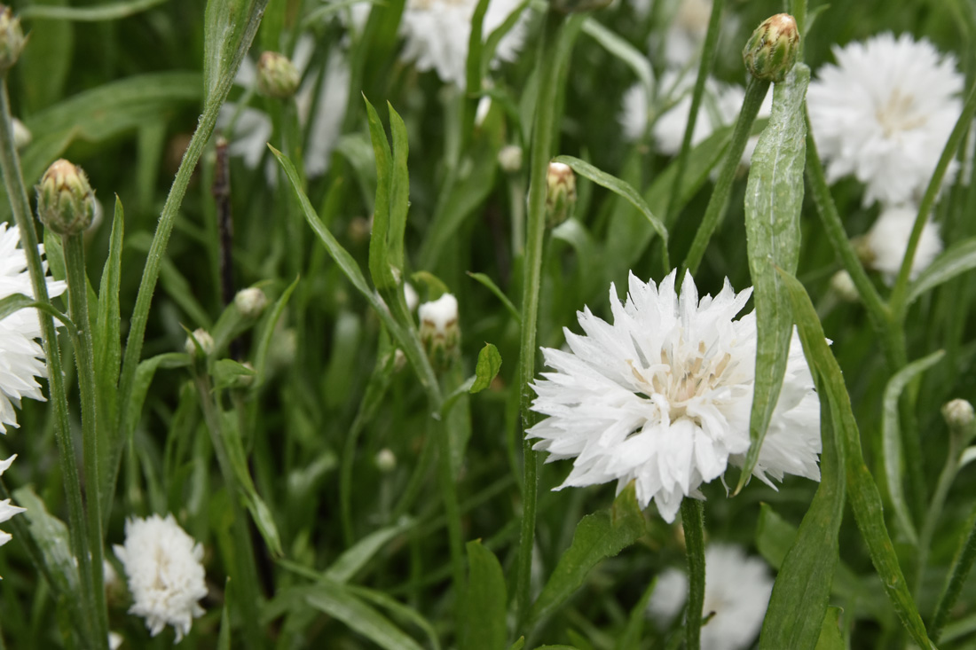 Five Easy Annual Cut Flowers to Grow From Seed • Hollie Berries