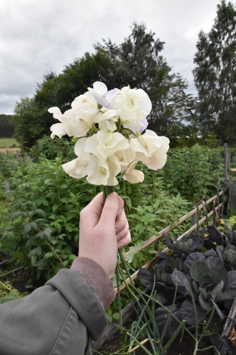 Five Easy Annual Cut Flowers to Grow From Seed • Hollie Berries